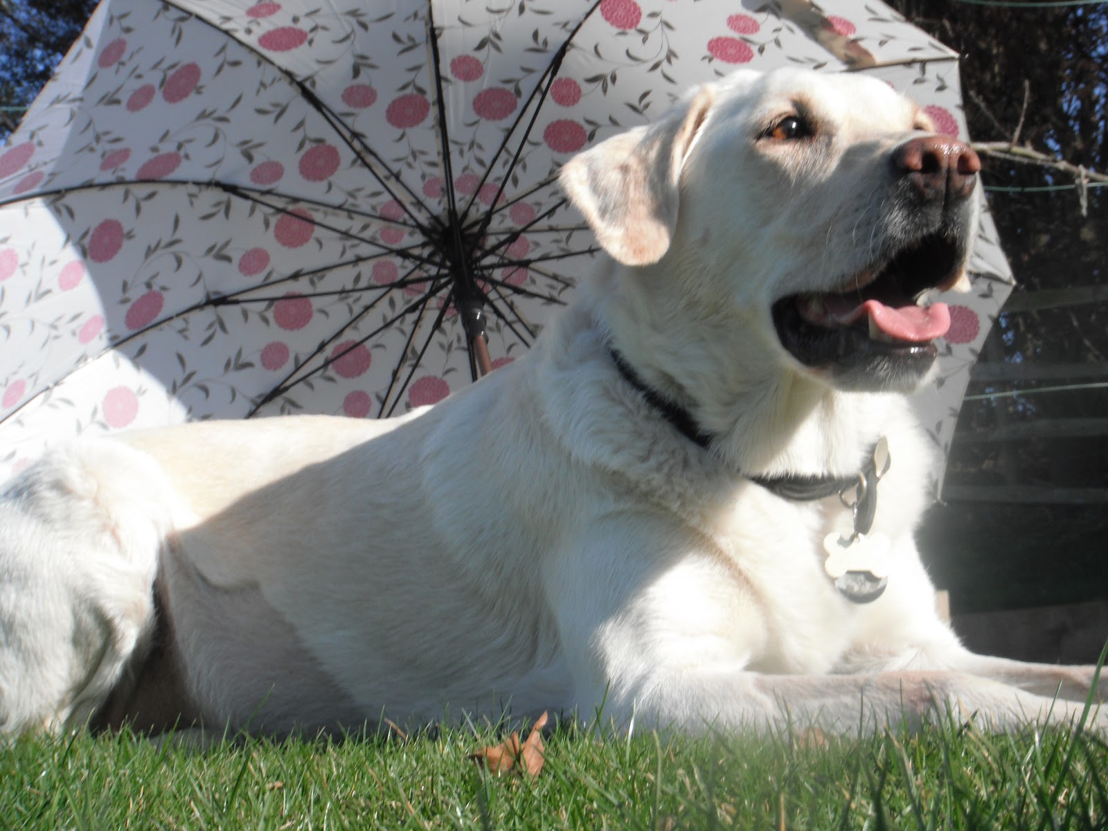 Daisy in the sun 2