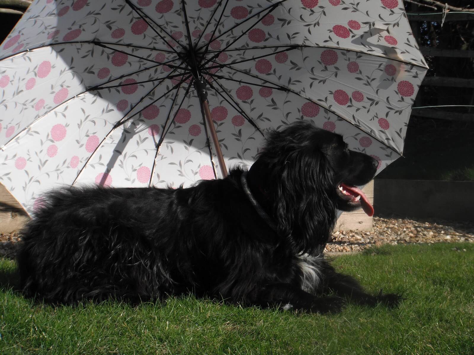 Jazzy in the sun 1