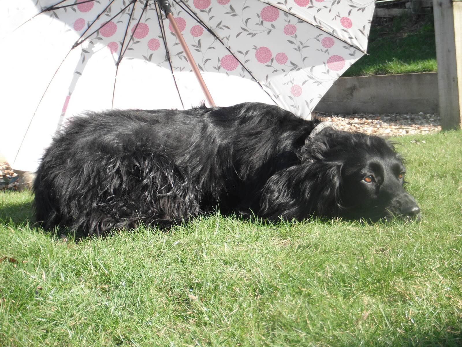 Jazzy in the sun 3