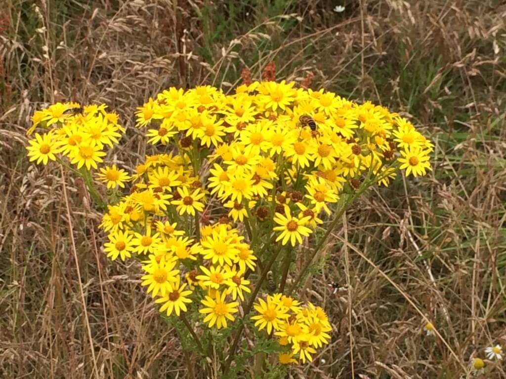 Ragwort and Insects