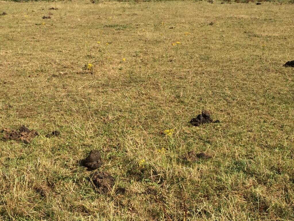 Ragwort in Pasture
